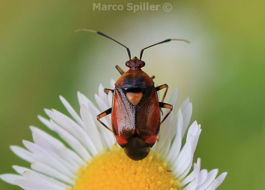 Deraeocoris ruber